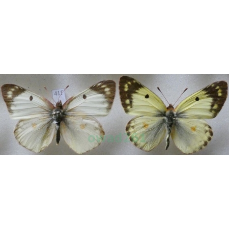 Colias hyale (Linnaeus, 1758) pair Szlaczkoń siarecznik Poland41f